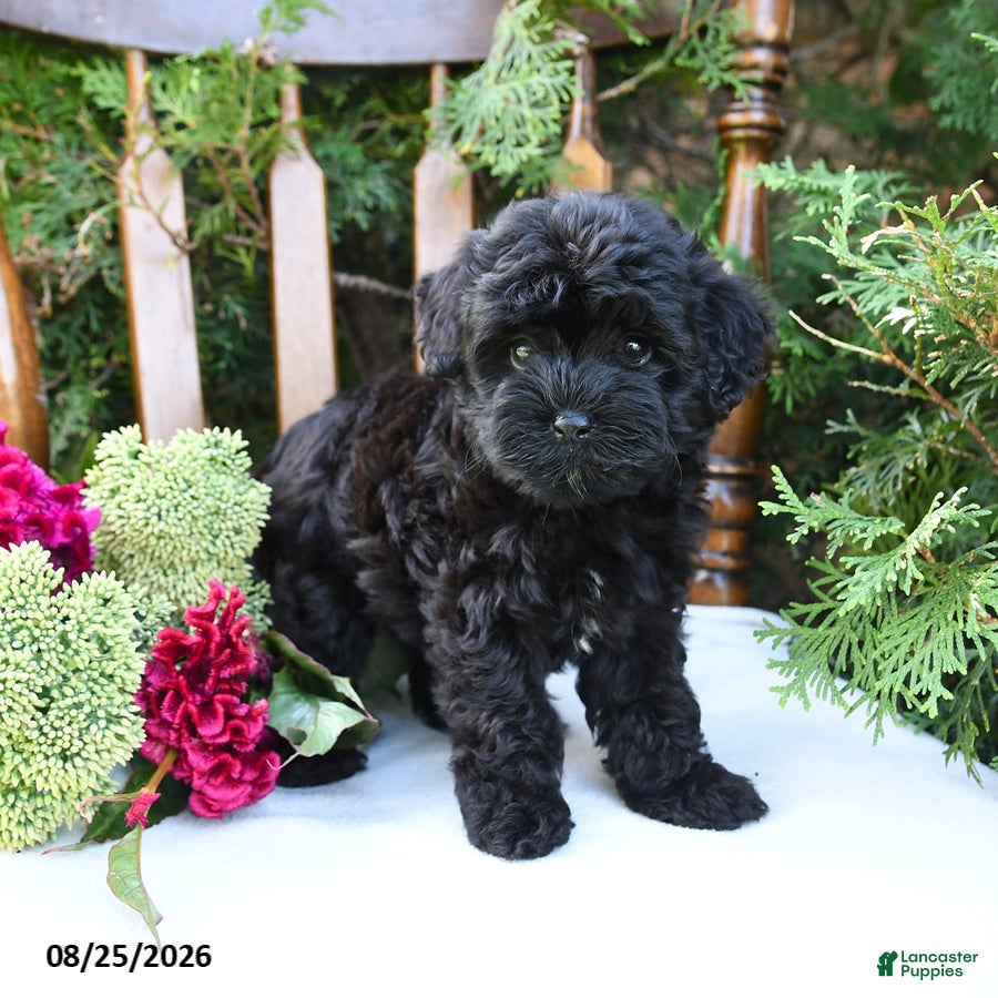 Havapoo dogs Zelda - Ad 2