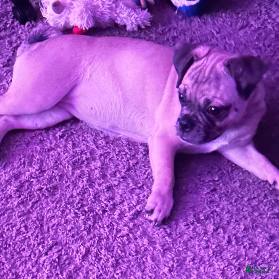 Gallery Image {{count}}