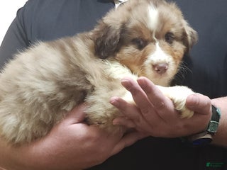 Australian Shepherd dogs - Ad 18