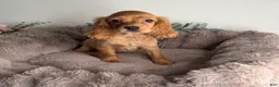 Cocker Spaniel dogs for sale: Honey  - Ad 4