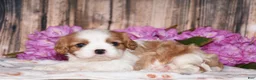 Cavalier King Charles Spaniel dogs for sale: Lynx - Ad 4
