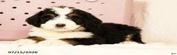 Bernedoodle dogs for sale: Sam - Ad 5