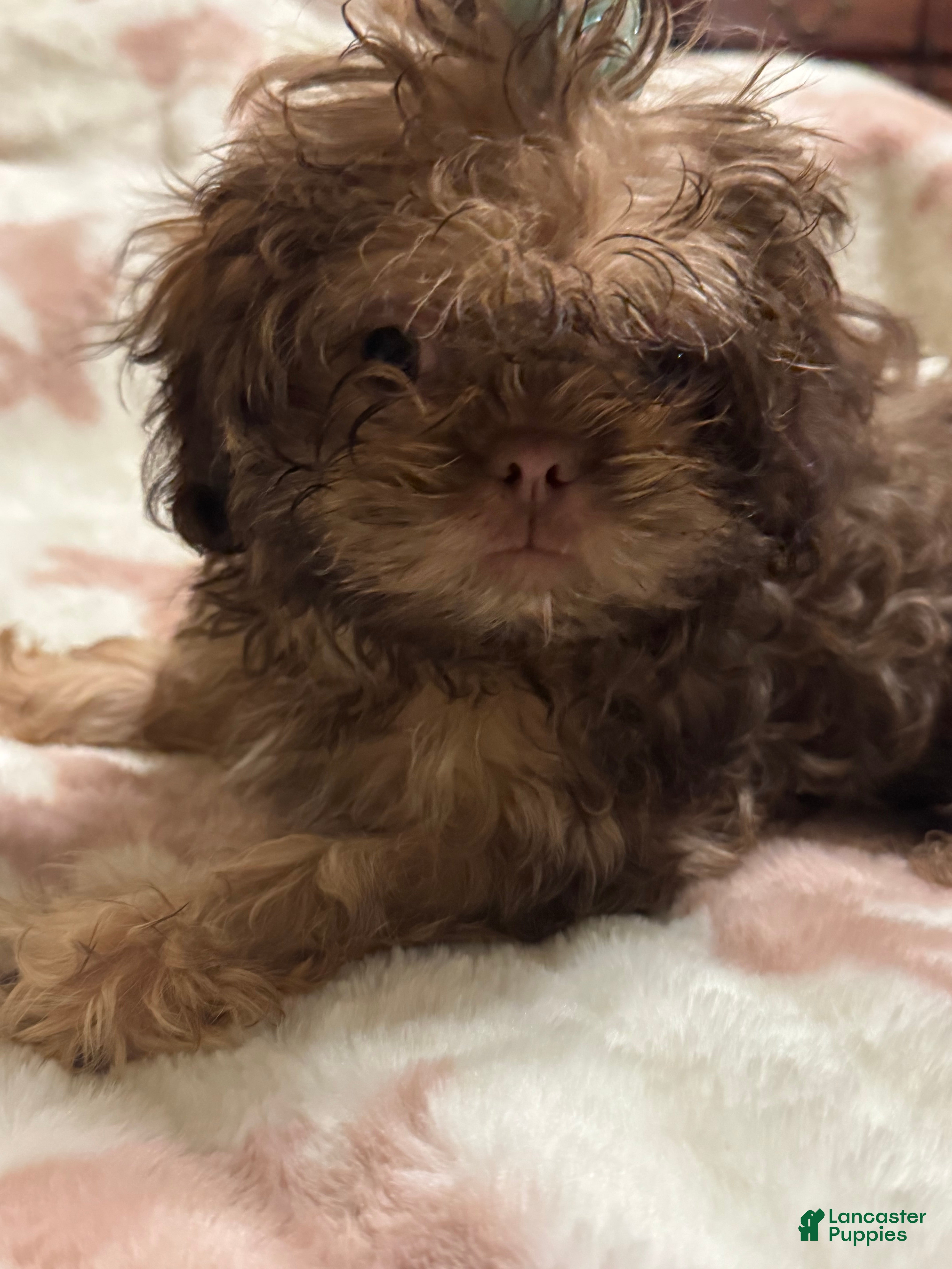 Teddy Bear dogs Teddy Bear Puppy 1 - Ad 40