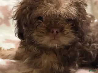 Teddy Bear dogs Teddy Bear Puppy 1 - Ad 40