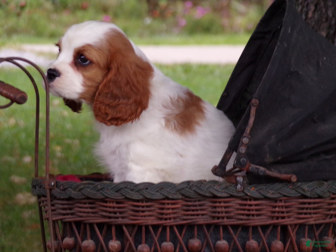 Cavalier King Charles Spaniel dogs for sale: Harbor - Ad 3