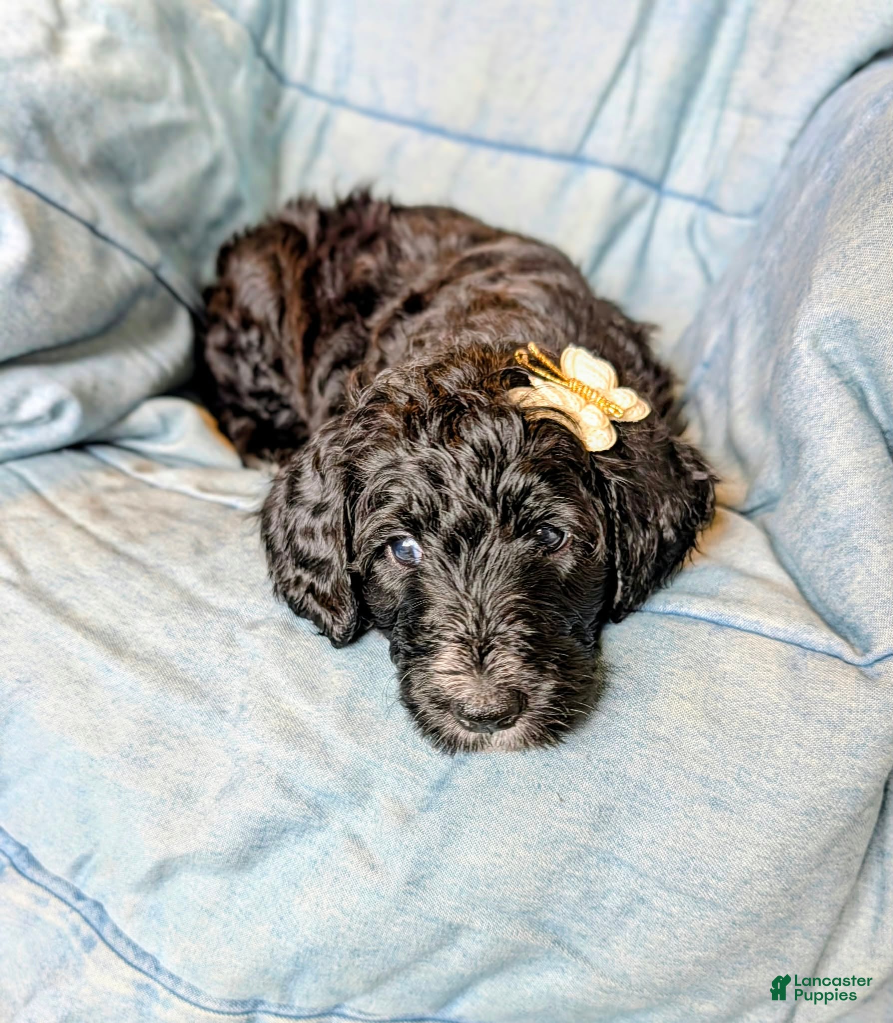 Bernedoodle dogs The Bright Little Adventurer - Ad 2