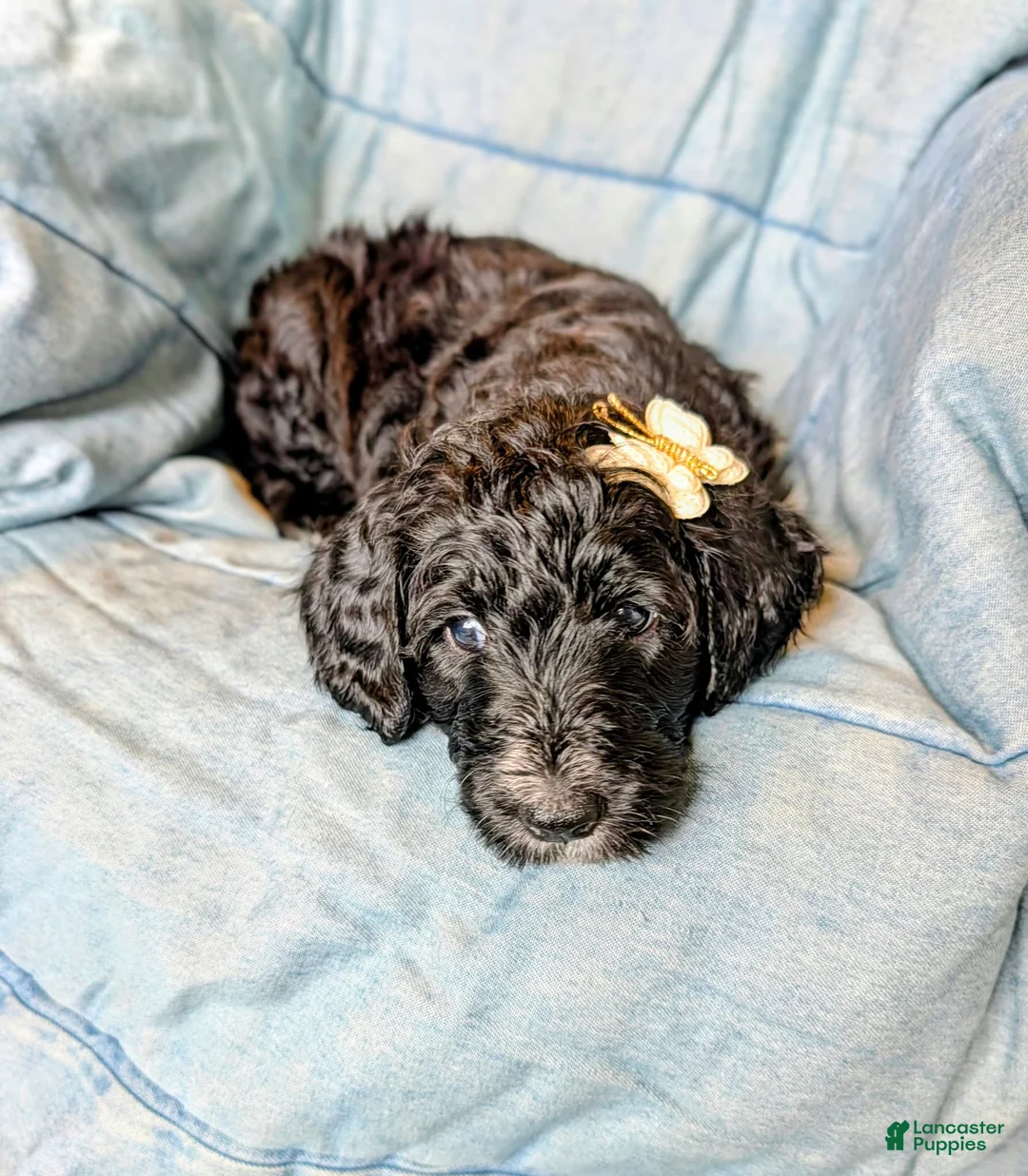 Bernedoodle dogs for sale: The Bright Little Adventurer - Ad 2