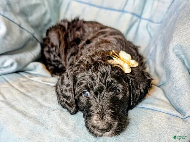 Bernedoodle dogs for sale: The Bright Little Adventurer - Ad 2
