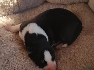 Siberian Husky dogs Siberian Husky Puppy 4 - Ad 5