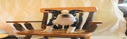Boston Terrier dogs for sale: George  - Ad 2