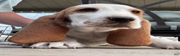 Basset Hound dogs for sale: Lemon and white - Ad 4