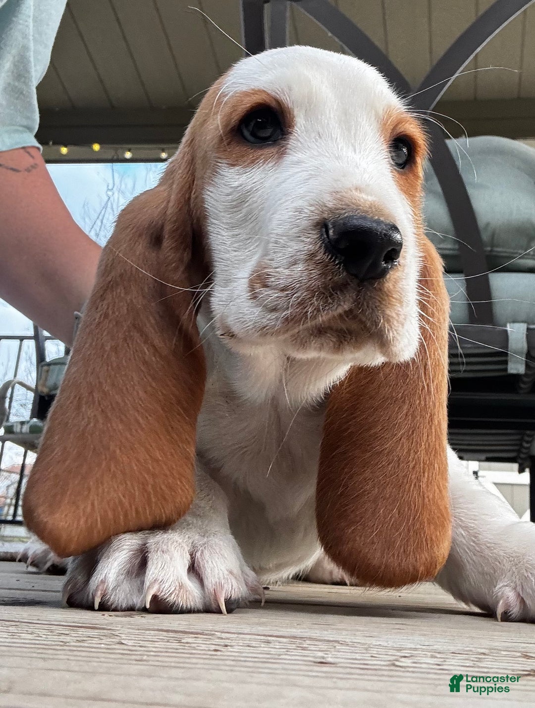 Basset Hound dogs for sale: Lemon and white - Ad 4