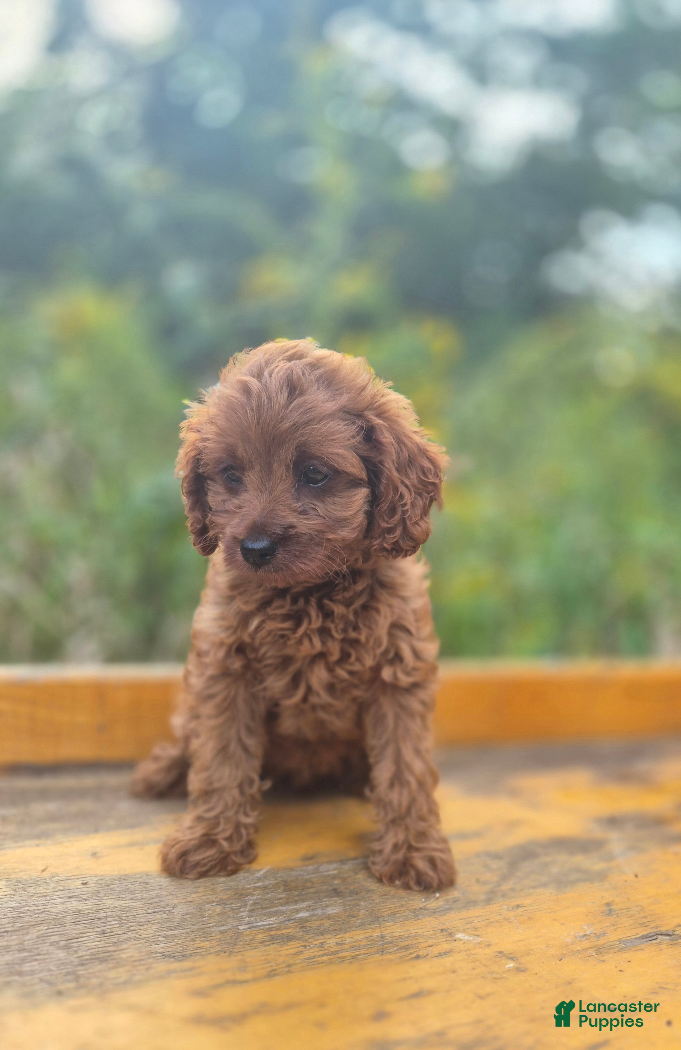 Cavapoo dogs Carly - Ad 2