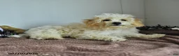 Bichpoo dogs for sale: Harry - Ad 10