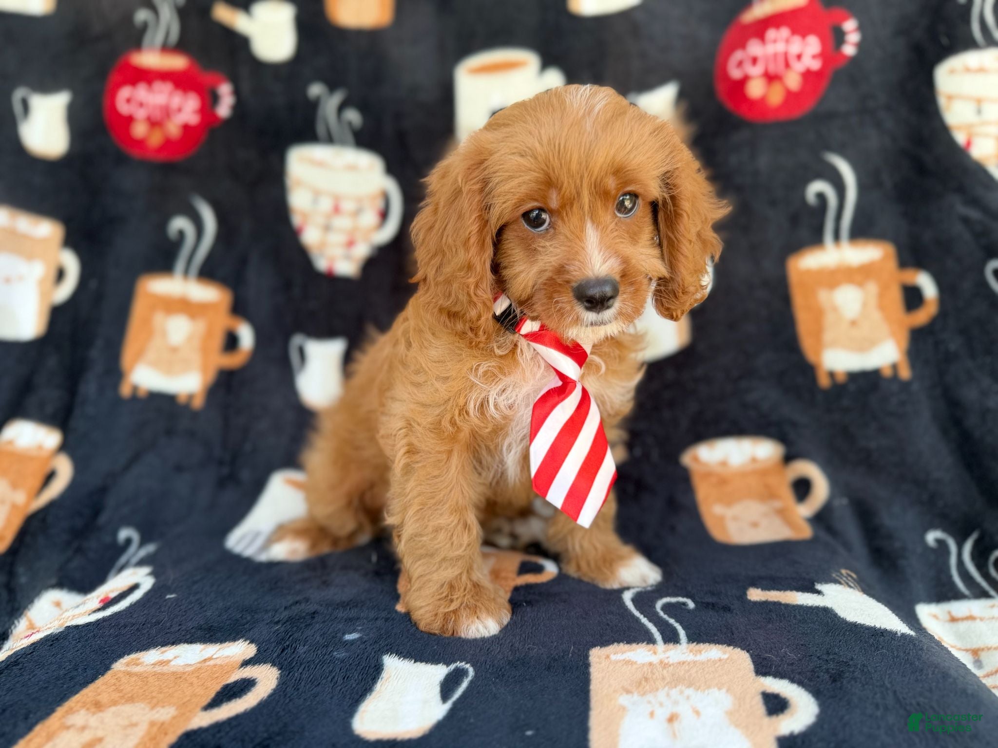 Cavapoo dogs Bentley  - Ad 2