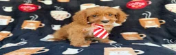 Cavapoo dogs for sale: Bentley  - Ad 2