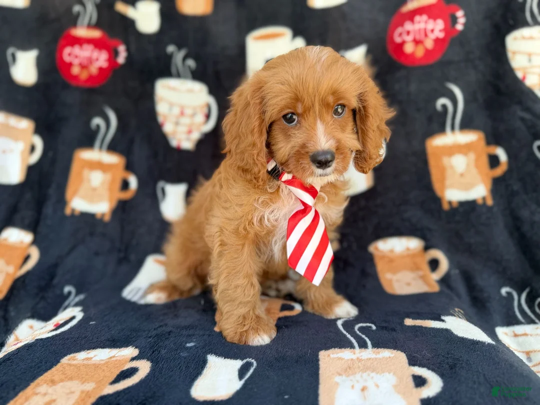Cavapoo dogs for sale: Bentley  - Ad 2