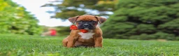 Boxer dogs for sale: Rascal - Ad 18