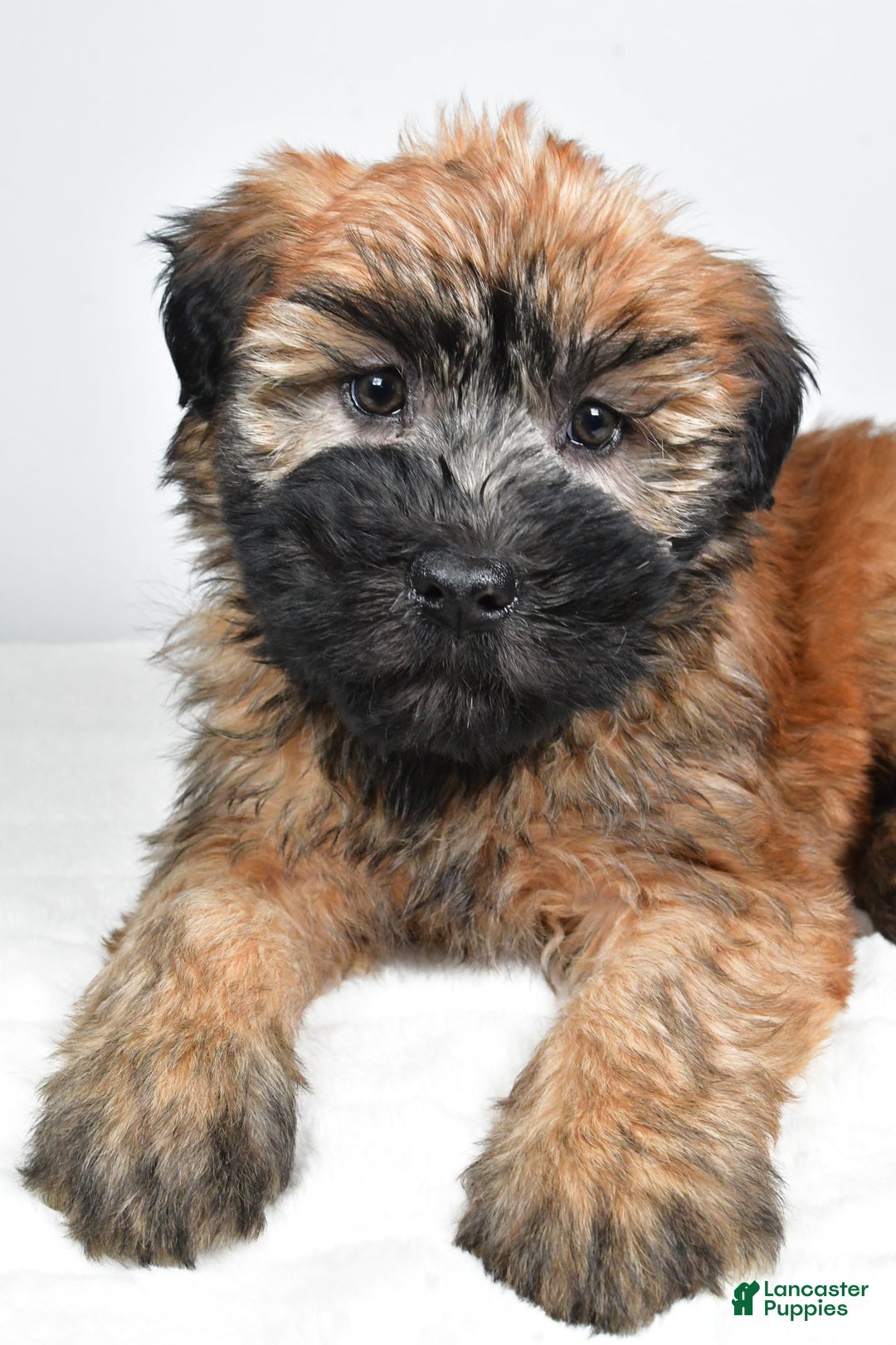 Soft Coated Wheaten Terrier dogs for sale: Sadie - Ad 6
