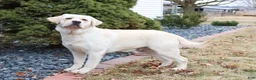 Labrador Retriever dogs for sale: Philbert  - Ad 6