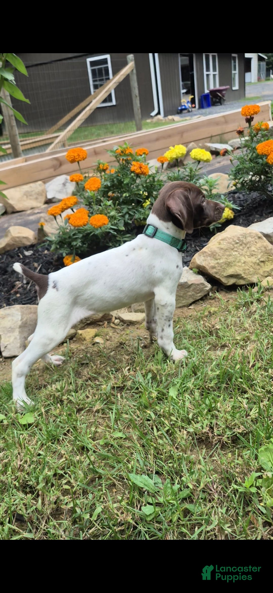 German Shorthaired Pointer dogs for sale: Lila - Ad 10