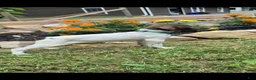 German Shorthaired Pointer dogs for sale: Lila - Ad 1
