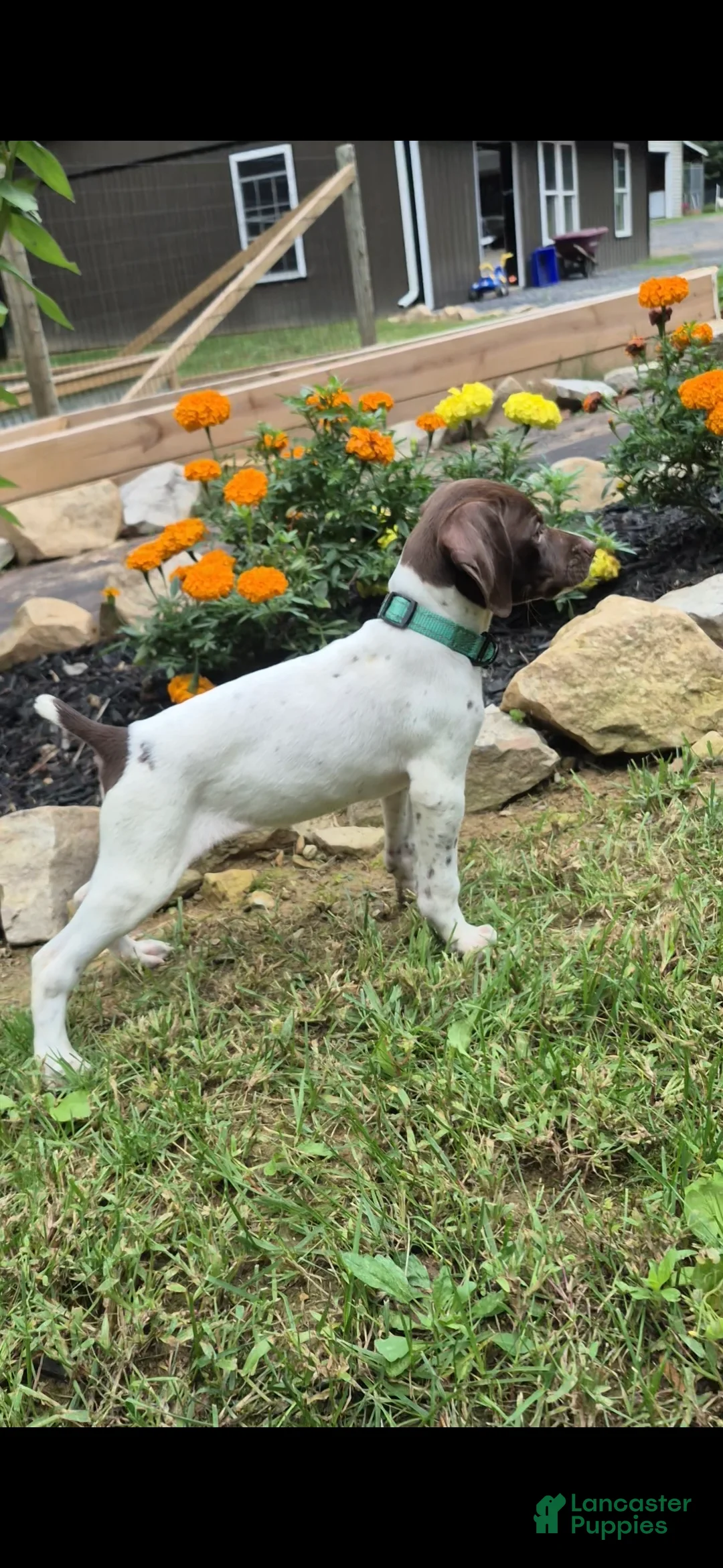 German Shorthaired Pointer dogs for sale: Lila - Ad 1