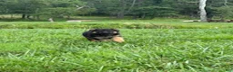 German Shepherd dogs for sale: Cordell - Ad 8