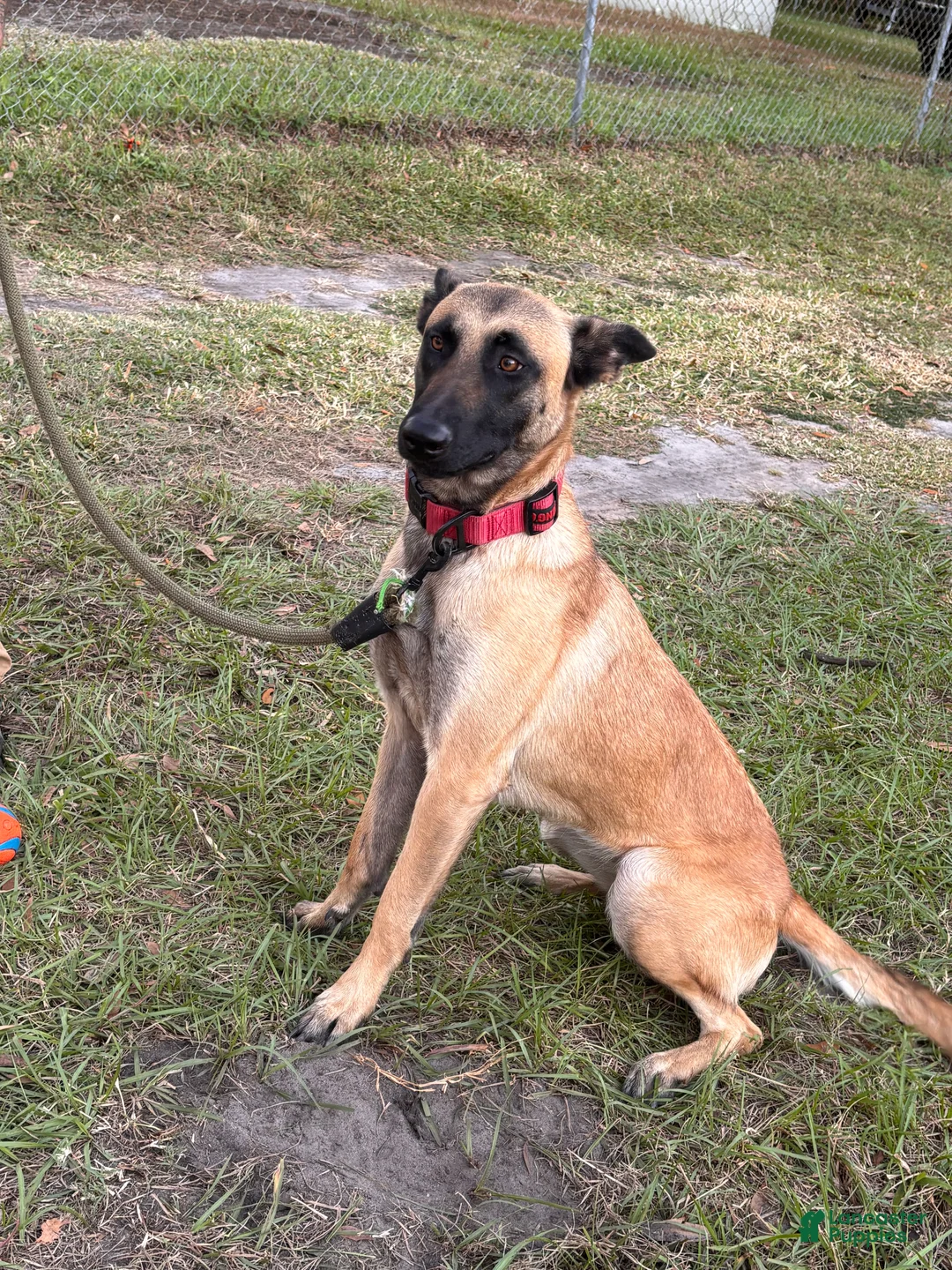 Belgian Malinois dogs for sale: Fire 1.5 year old - belgian malinois - Ad 2