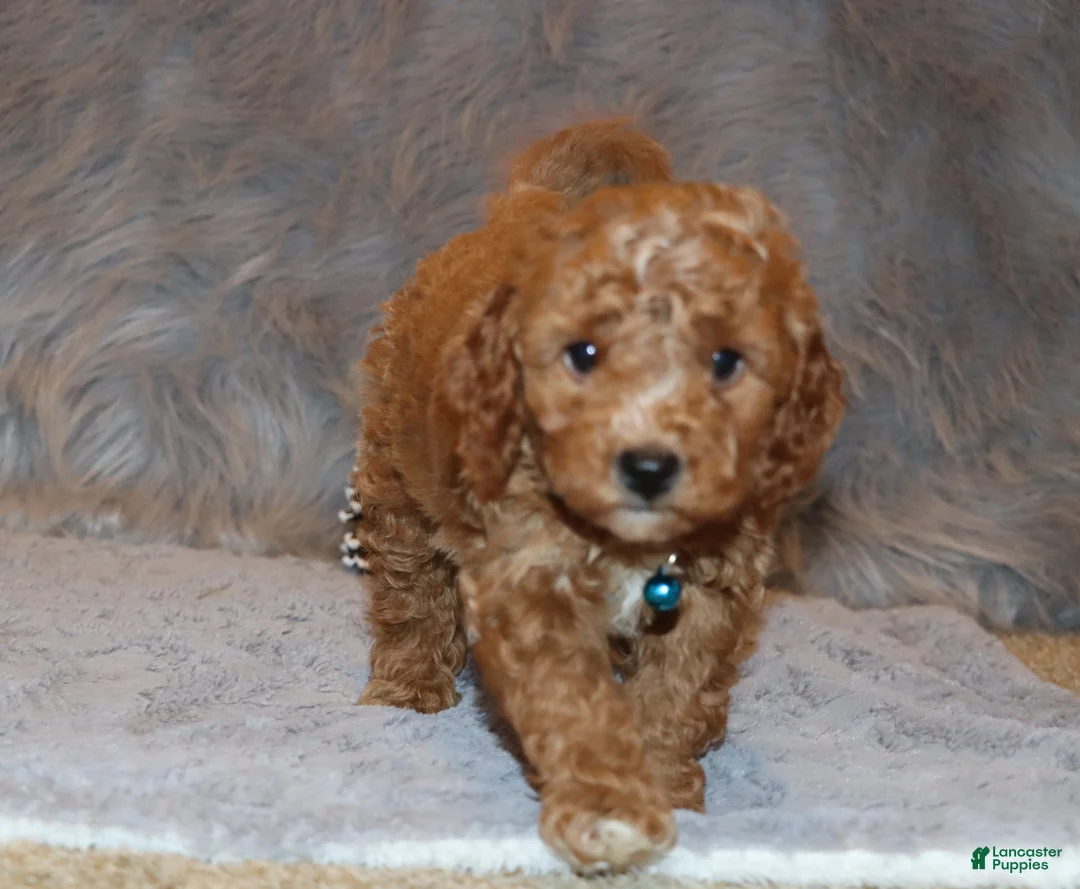 Mini Goldendoodle dogs for sale: Thomas 💙 Micro Miniature - Ad 12