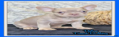 Dylan Male AKC French Bulldog