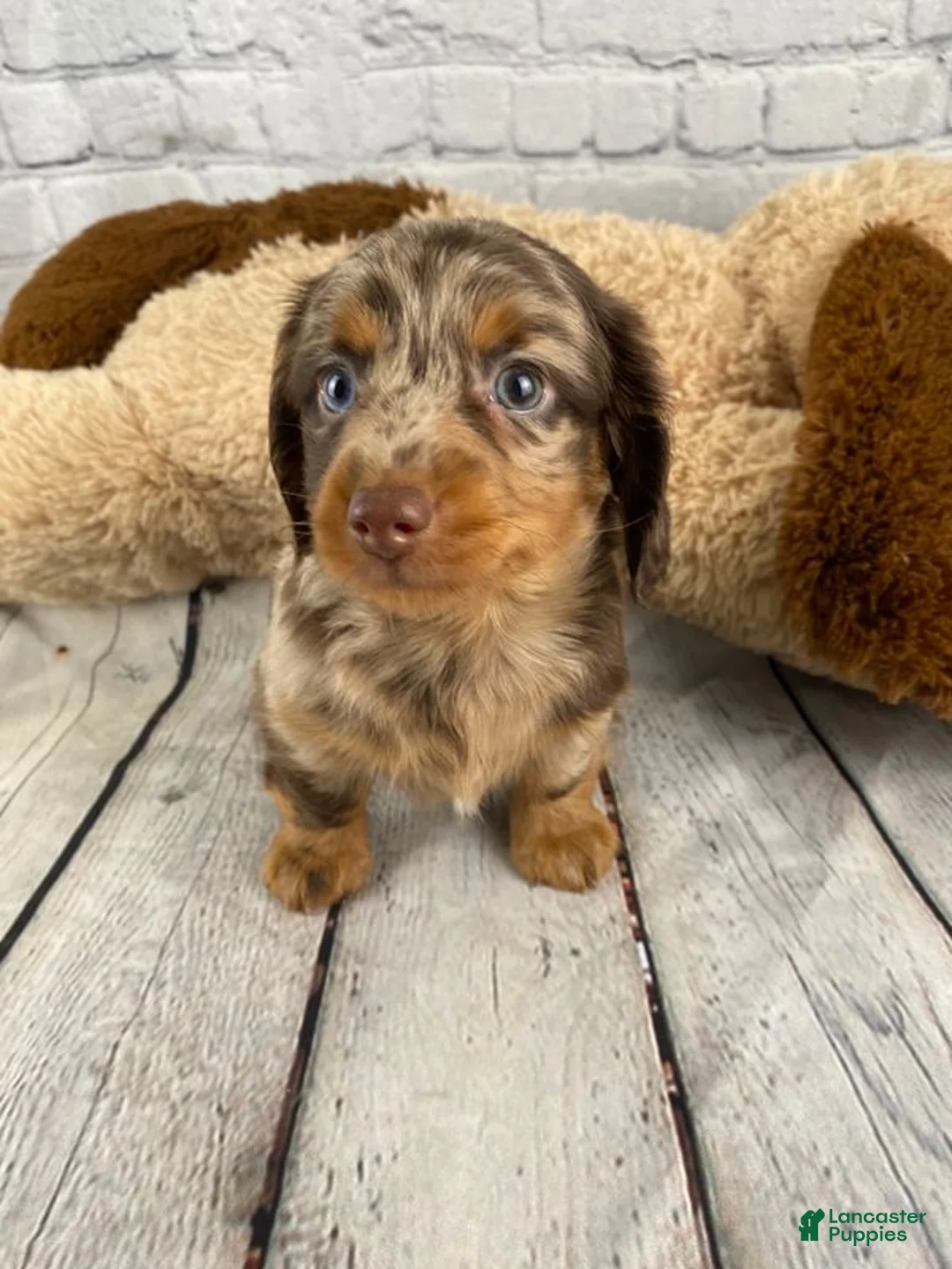 Miniature Dachshund dogs for sale: Benny - Ad 2