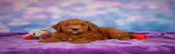 Mini Goldendoodle dogs for sale: ROSCOE - Ad 6