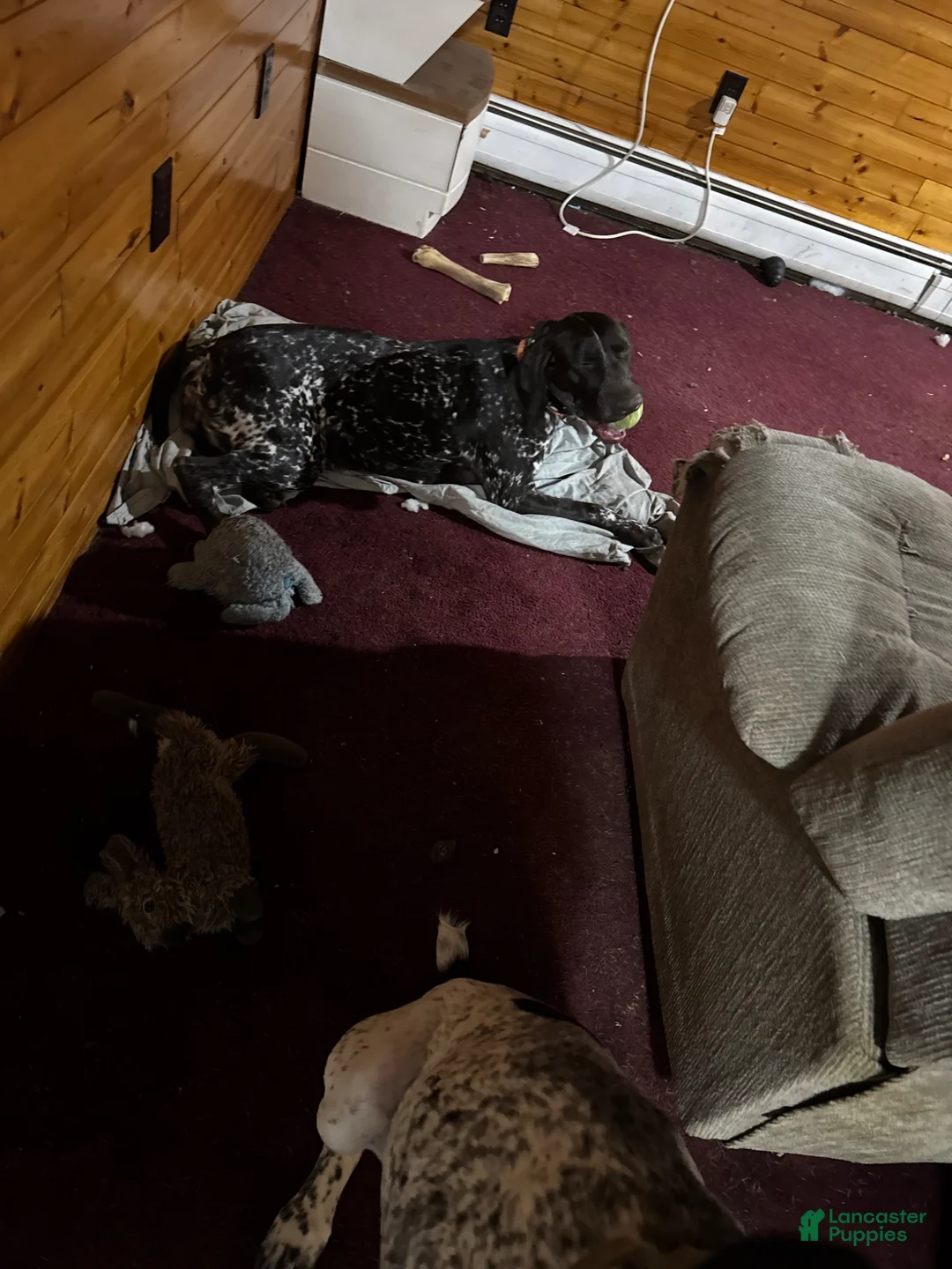 German Shorthaired Pointer dogs for sale: German Shorthaired Pointer Puppy 1 - Ad 2