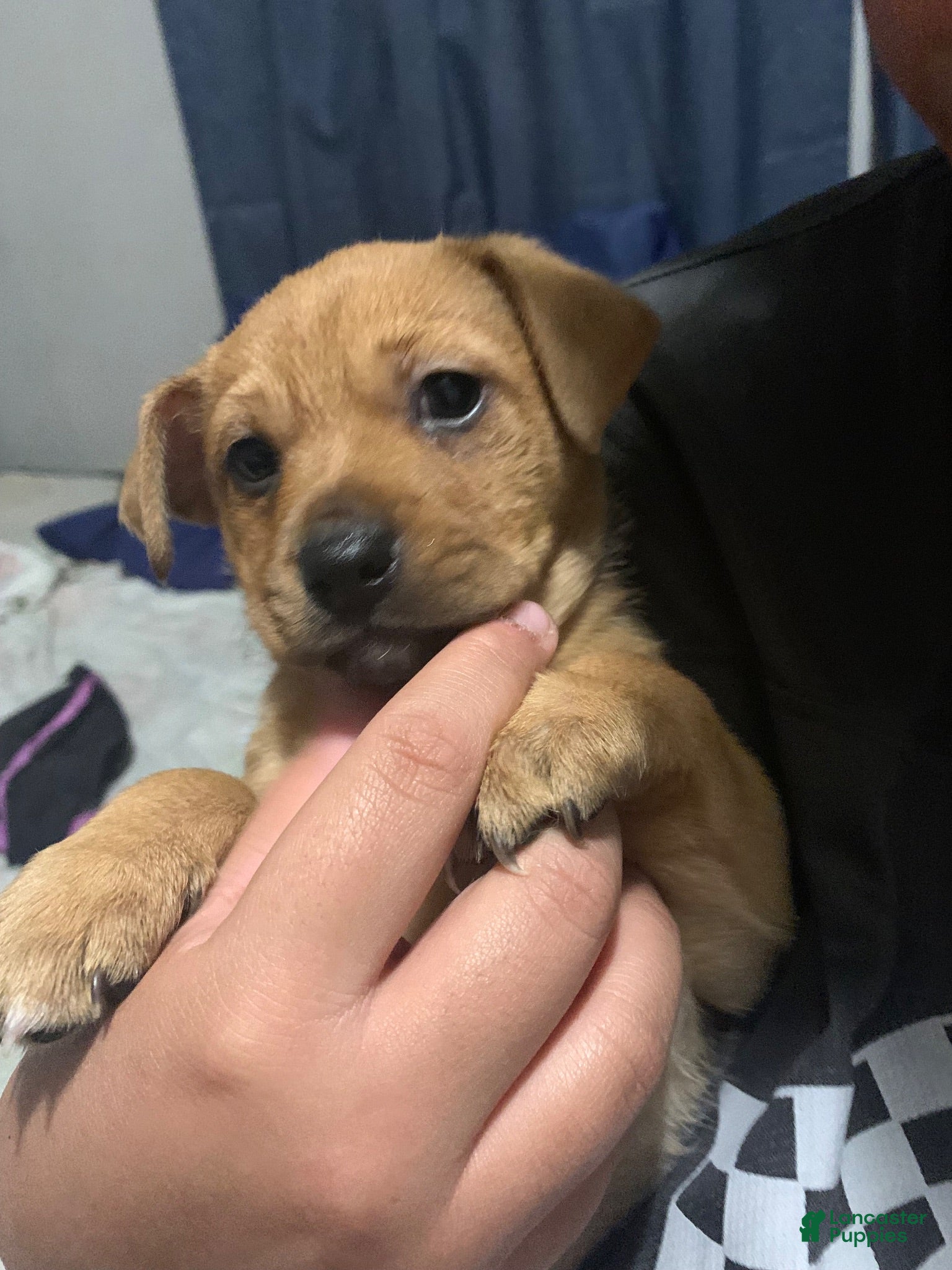 Mixed Breed dogs Rocket  - Ad 30