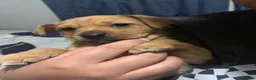 Mixed Breed dogs for sale: Rocket  - Ad 1