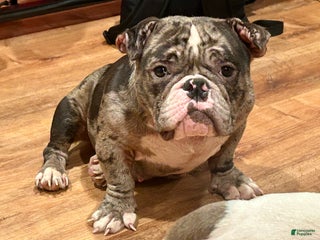 American Bully dogs Cookie - Ad 29