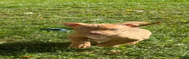 American Bully 7