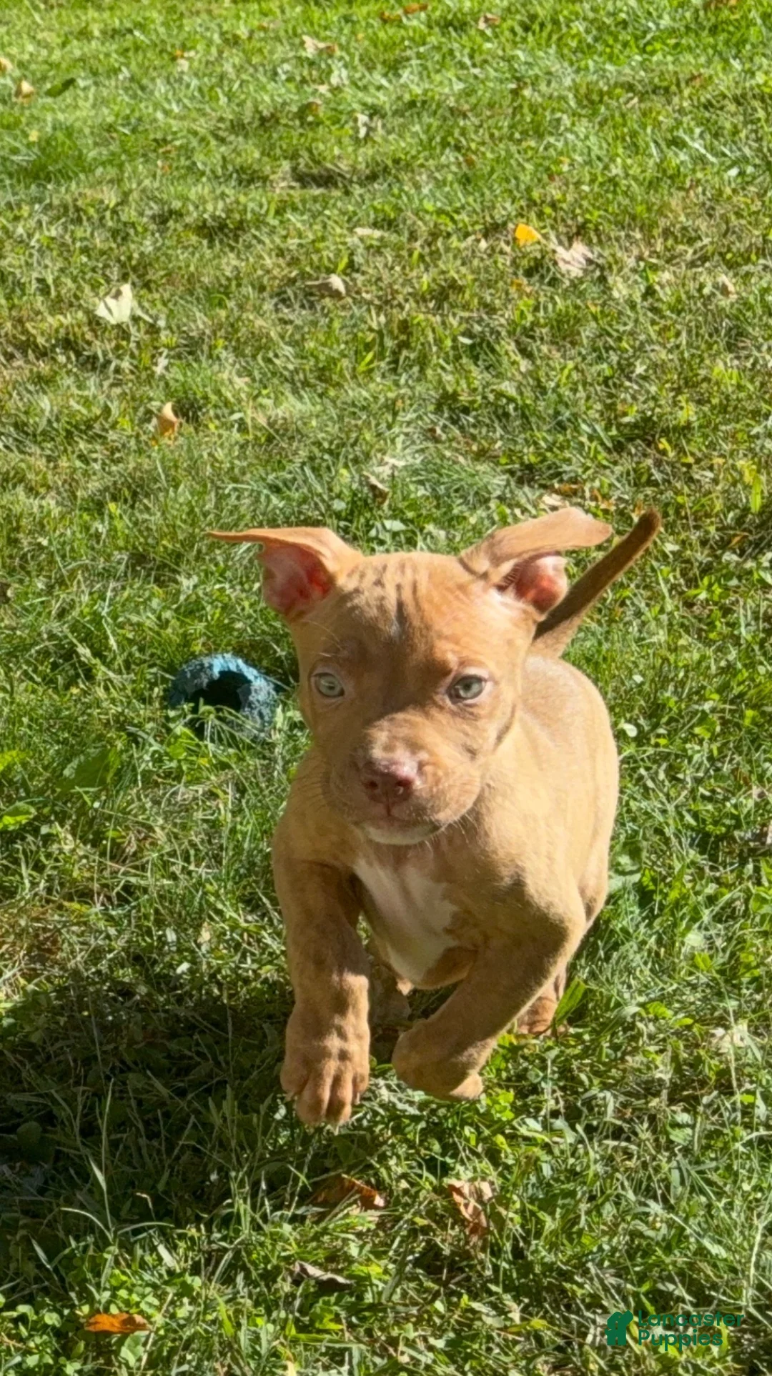 American Bully dogs for sale: American Bully 7 - Ad 1