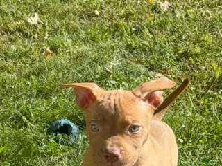 American Bully dogs American Bully 7 - Ad 2