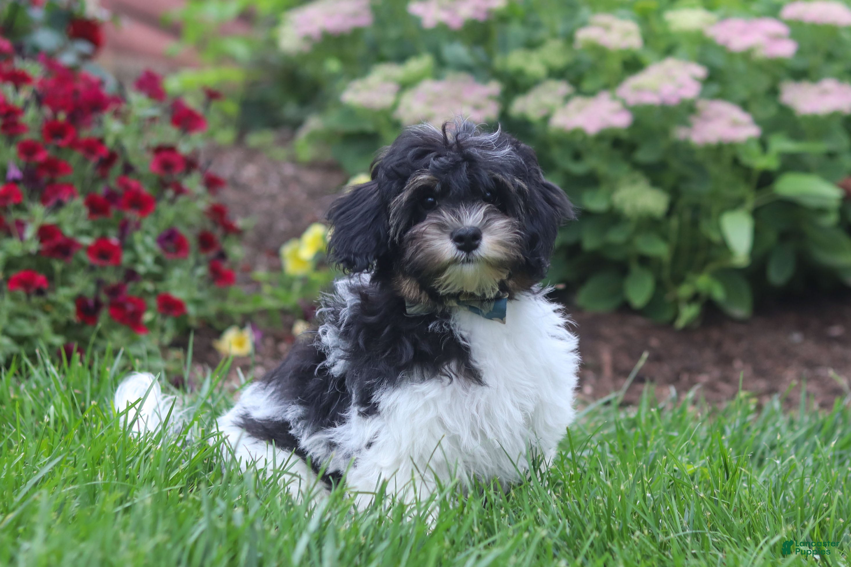 Havapoo dogs Joey - Ad 2