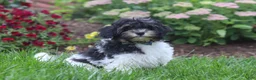 Havapoo dogs for sale: Joey - Ad 2
