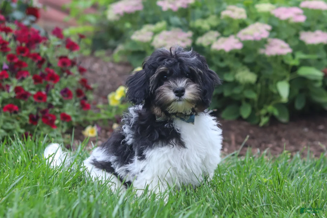 Havapoo dogs for sale: Joey - Ad 2