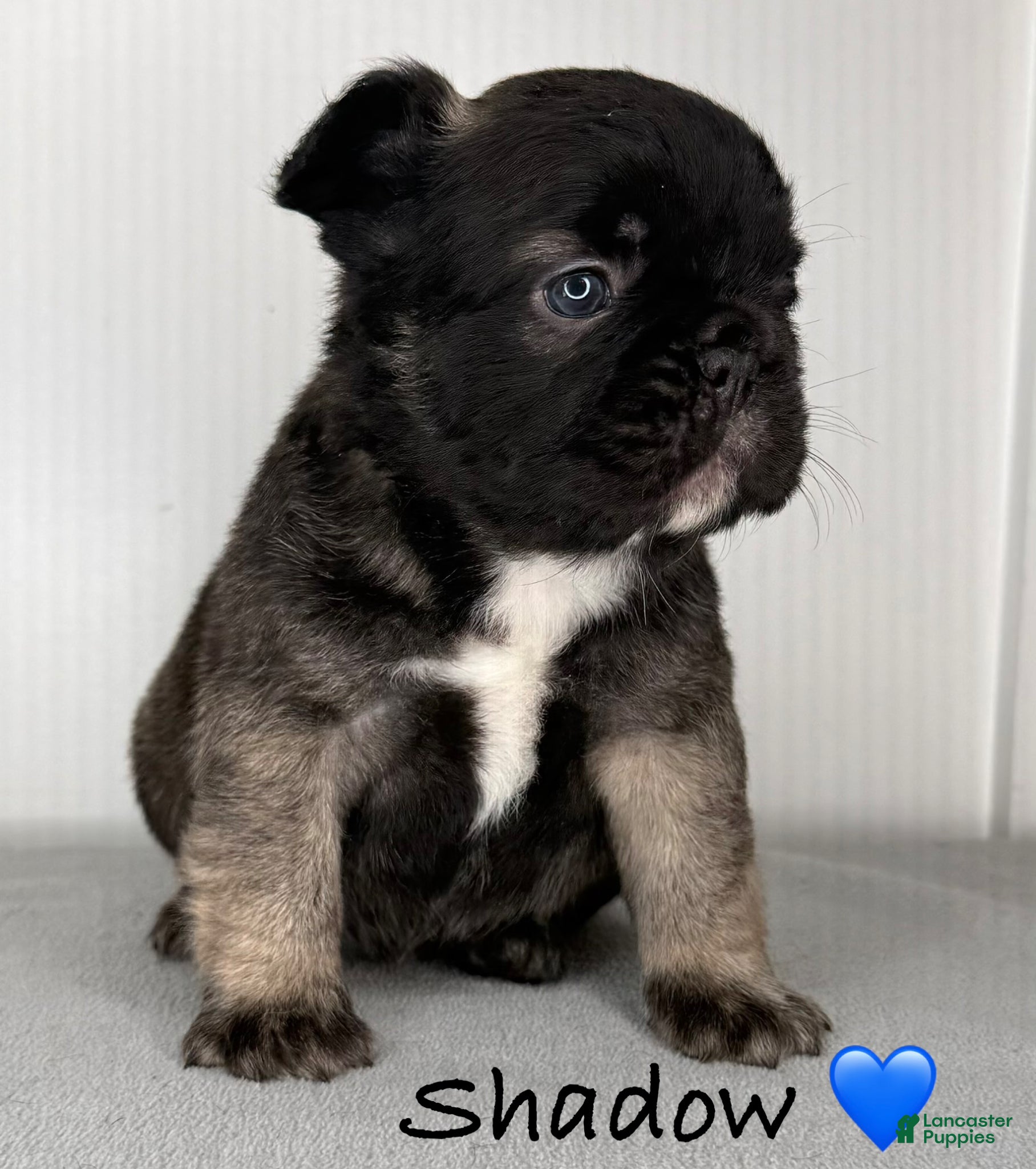 French Bulldog dogs Shadow - Male French Bulldog Puppy  - Ad 12