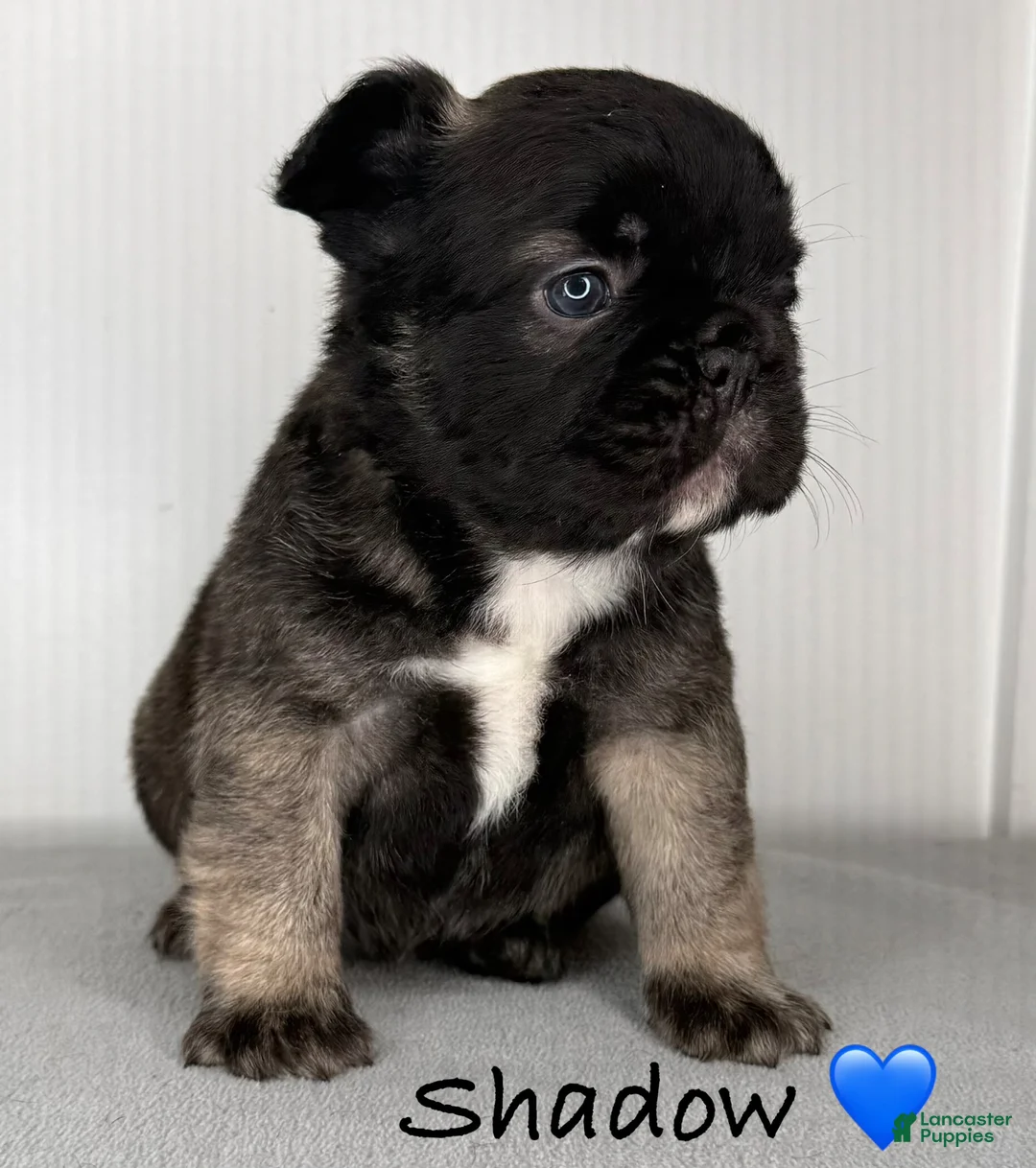 French Bulldog dogs for sale: Shadow - Male French Bulldog Puppy  - Ad 1