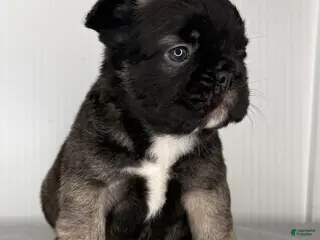 French Bulldog dogs Shadow - Male French Bulldog Puppy - Ad 32