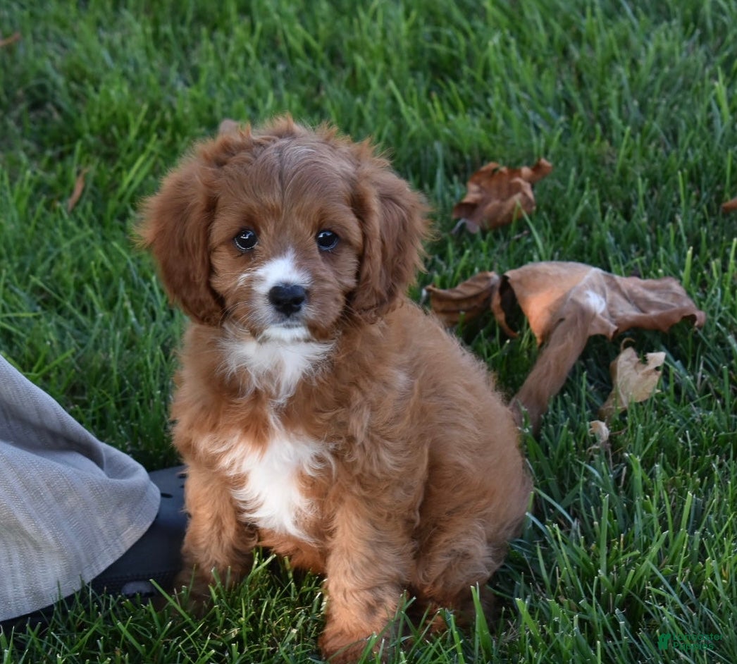 Cavapoo dogs Macy  - Ad 1