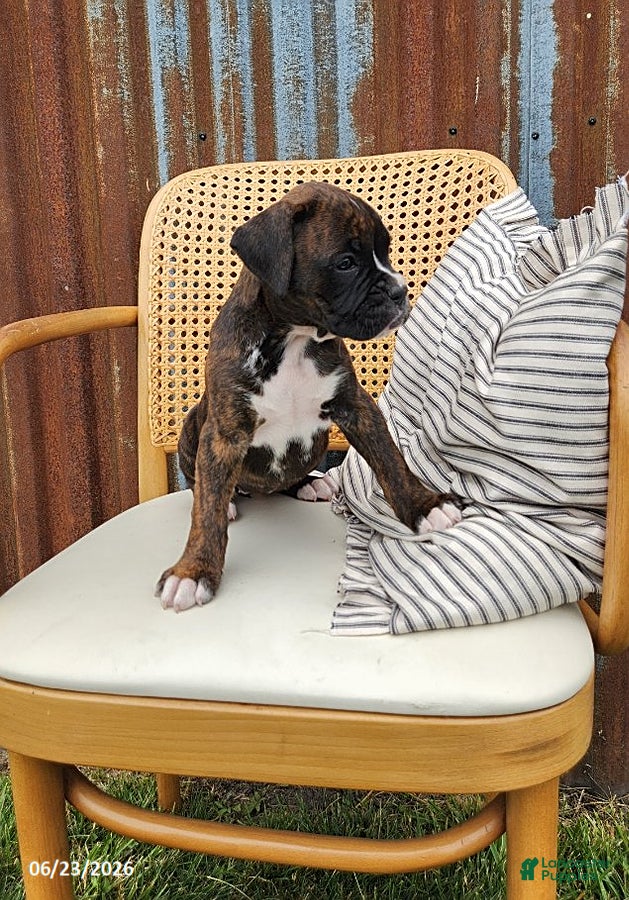 Boxer dogs Clara - Ad 2