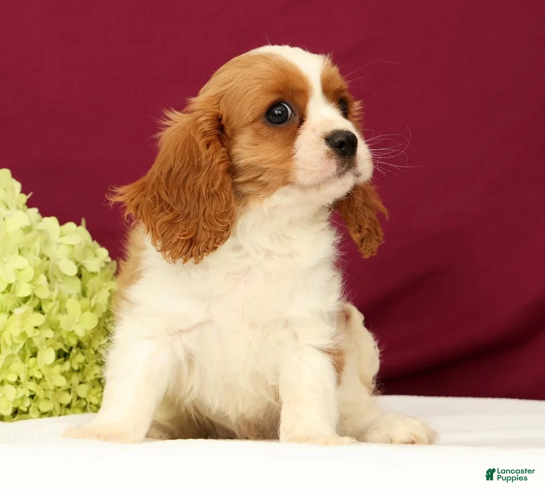 Cavalier King Charles Spaniel dogs for sale: Tommy - Ad 2