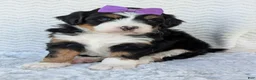Mini Bernedoodle dogs for sale: Mini Bobbin  - Ad 11
